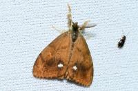 Orgyia antiqua