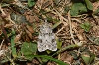 Scoparia