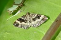 Epirrhoe alternata