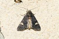 Melanchra persicariae