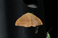 Watsonalla binaria
