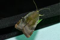 Noctua janthe