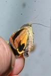 Noctua janthina