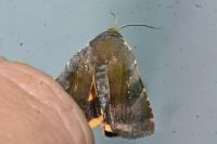 Noctua janthina