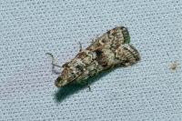 Dioryctria abietella