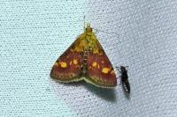 Pyrausta aurata
