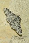 Biston betularia