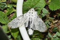 Cerura erminea