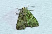 Polyphaenis sericata