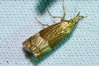 Chrysocrambus linetella