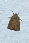 Ipimorpha retusa