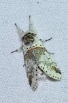 Furcula furcula