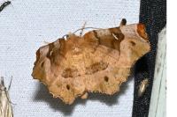 Selenia tetralunaria