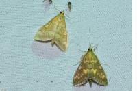 Ostrinia nubilalis