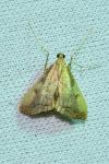 Endotricha flammealis