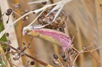 Oncocera semirubella