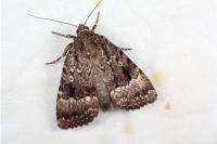 Amphipyra pyramidea