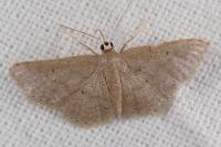 Idaea elongaria