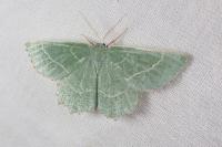 Thalera fimbrialis