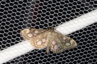 Anania coronata