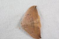 Watsonalla binaria