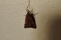 Synaphe punctalis