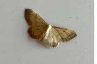 Idaea politaria