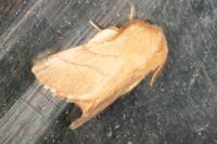 Malacosoma neustria