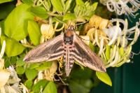 Sphinx ligustri