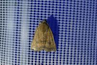 Noctua interjecta