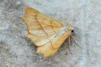 Ennomos quercinaria