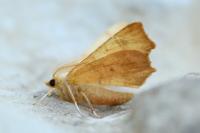 Ennomos quercinaria