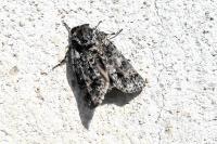 Acronicta rumicis