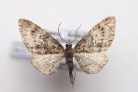 Eupithecia cocciferata