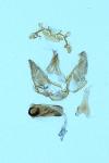 Eupithecia cocciferata