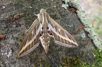 Hyles livornica