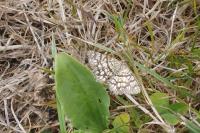 Chiasmia clathrata
