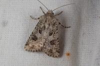 Anarta sodae