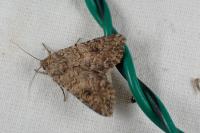 Anarta trifolii