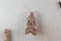 Euchromius cambridgei
