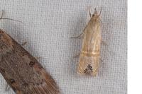 Euchromius ocellea