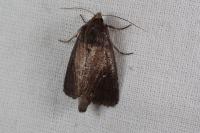 Lenisa geminipuncta