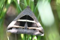 Grammodes bifasciata