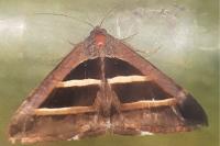 Grammodes bifasciata