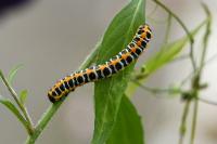 Cucullia lactucae