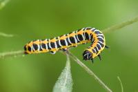Cucullia lactucae