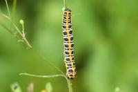 Cucullia lactucae