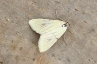 Sitochroa palealis