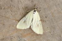 Sitochroa palealis