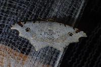 Macaria alternata